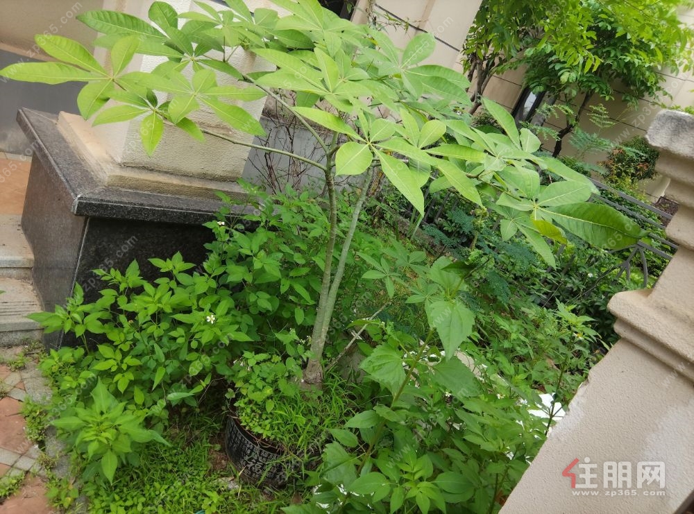 合景天峻广场边套看 江别墅   毛坯