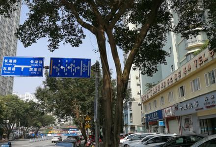 茶花园路-南湖碧园临街商铺