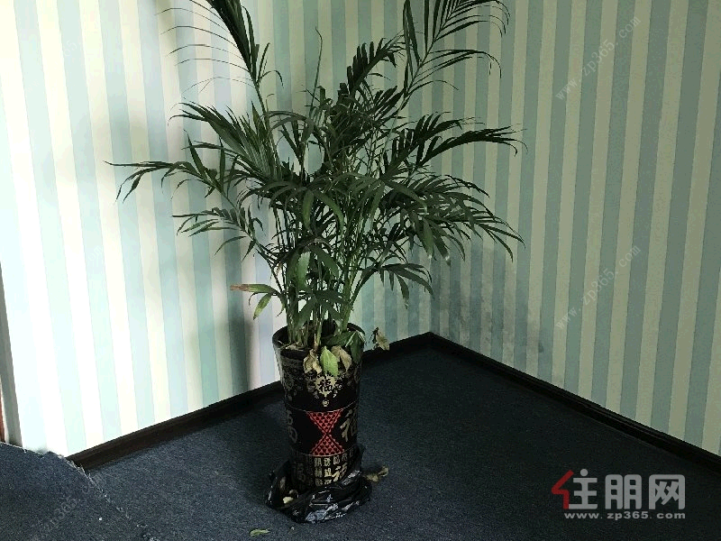 青秀区东葛路中天世纪花园0房220平米4500元/月