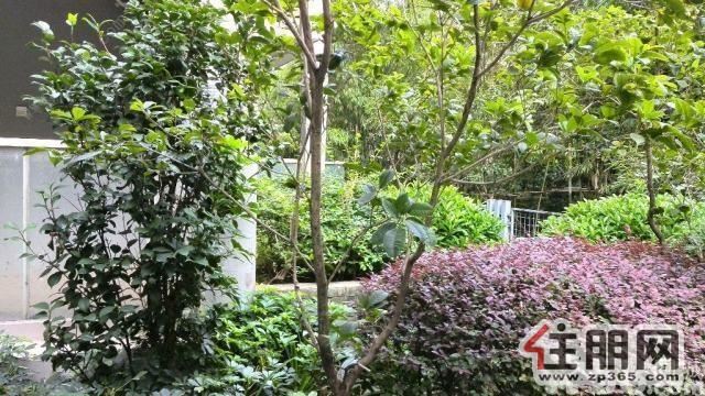 阳光100彩虹城精装一室1500元/月随