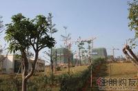 瑞和家园实景图(12.17)