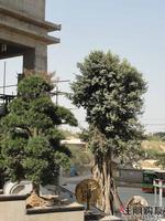 2010年11月2日升禾·绿城世界实景图