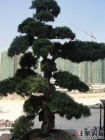 2010年11月2日升禾·绿城世界实景图