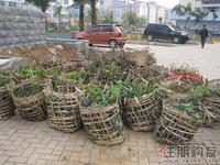 尚上园·揽胜实景图