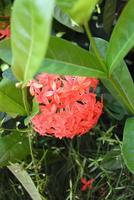 文华新城园林实景图