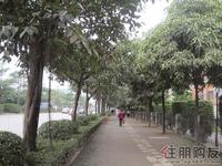 云星·钱隆江附近的亭江路上绿树成荫