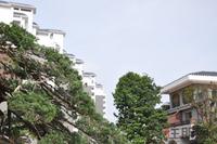 天昌·凯悦国际实景图（12.21）