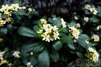 实景园林(5.11)