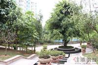 3.29 园林实景