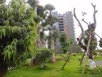 恒泰丽园实景图