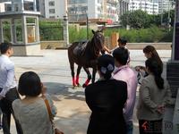 11.12 马术体验日现场