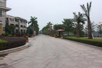 龙胤·当归实景图(12.19)