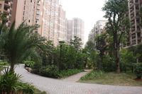 龙胤·当归实景图(12.19)