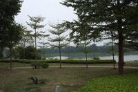 龙胤·当归实景图(12.19)