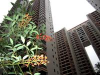 万豪·景苑2012.12.20 实景图