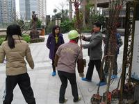 3月10日升禾·绿城幸福植树活动