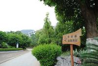 8.22大美天第香樟林联排湖景别墅