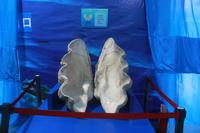 2012.12.01保利·爱琴海大型海洋生物展现场