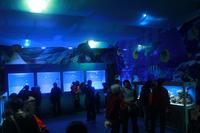 2012.12.01保利·爱琴海大型海洋生物展现场