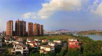 龙胤·当归实景图(12.5)