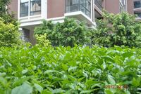 融晟·公园大地实景图(7.26)