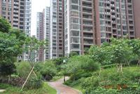 融晟·公园大地实景图(7.26)