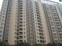 城市之春 实景图