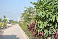 万众阳光曼哈顿 12月实景图