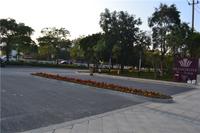 华一·红树林 实景图