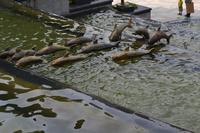 升禾绿城世界实景图(6.19)