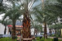 海华·东盟公馆实景图(1.14)