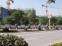 彰泰春天实景图2013.11.02