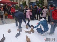 汇东星城闹新春游园会19日举行