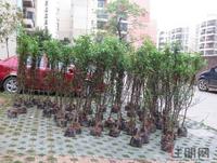 2013.03.16桃花源·香域中央第五届植树节活动现场