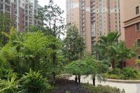 龙胤·当归实景图(1.19)