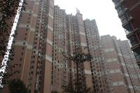 龙胤·当归实景图(1.19)