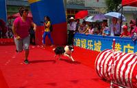 牧羊犬为观众带来精彩的穿越表演