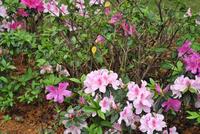 3月柳工·颐华城工程进度