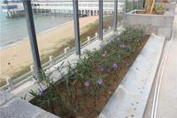 富丽华海御 园林实景图