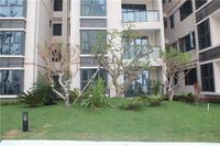 富丽华海御 园林实景图