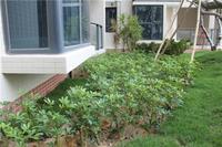 富丽华海御 园林实景图