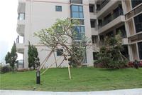 富丽华海御 园林实景图