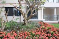 富丽华海御 园林实景图