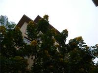 碧园海语城 实景图