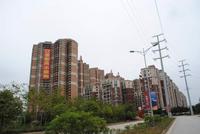 龙胤·当归实景图(2.19)