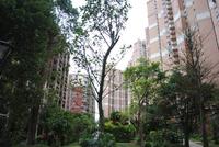 龙胤·当归实景图(2.19)