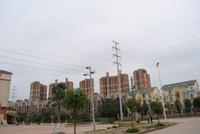 龙胤·当归实景图(2.19)