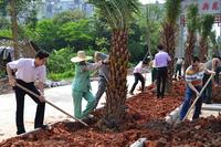 520与南兴地产爱在一起 共植树绿家园