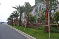 恒大名都 实景图 2013.1.23