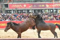 粤海时代新城元宵斗马大赛 活动图片 